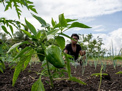 Papua New Guinea Agricultural Programs - K92 Mining
